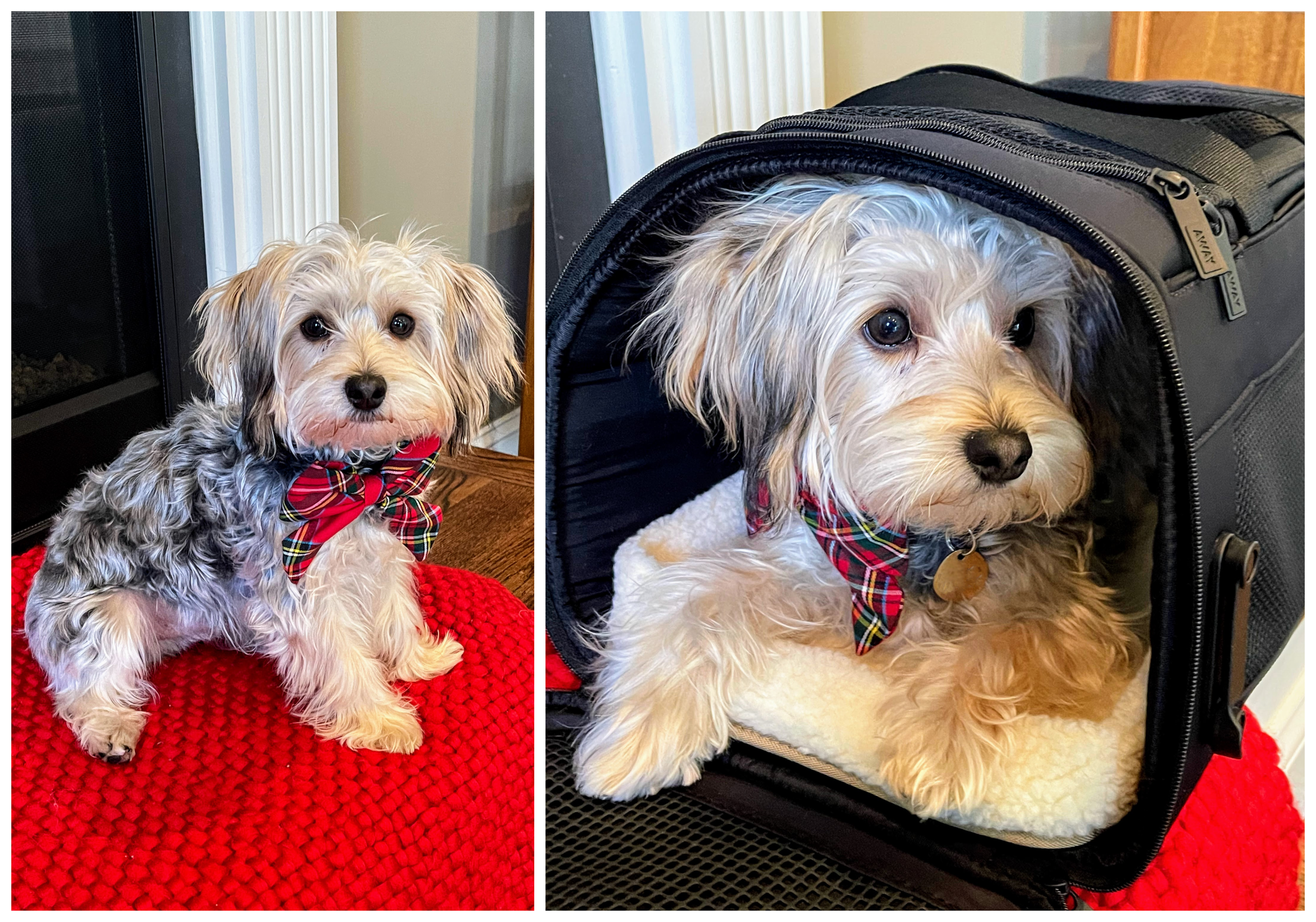 Winter themed dog collars best sale